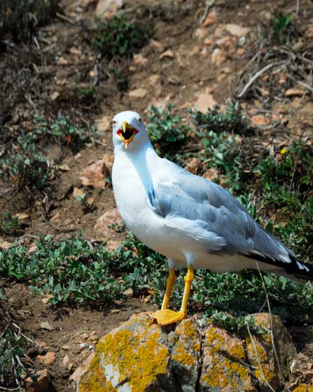 portugalia berlenga5