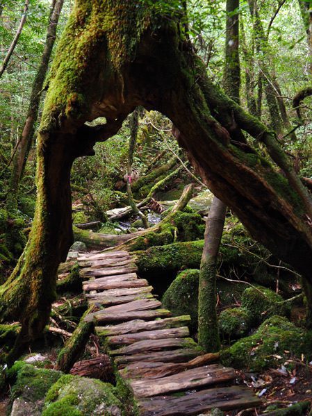 Yakushima - wyspa wiecznej zieleni i starożytnych cedrów (miejsca z mapy) 3 miejsca z mapy yakushima korzenie twoje mapy com