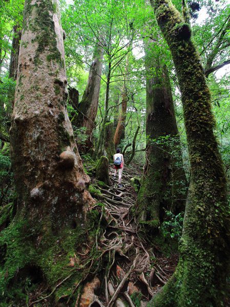 Yakushima - wyspa wiecznej zieleni i starożytnych cedrów (miejsca z mapy) 4 miejsca z mapy yakushima sciezka2 twoje mapy com
